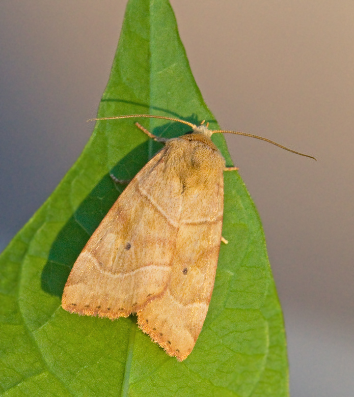 Vinkelfly, Angle-striped Sallow (Enargia paleacea).jpg