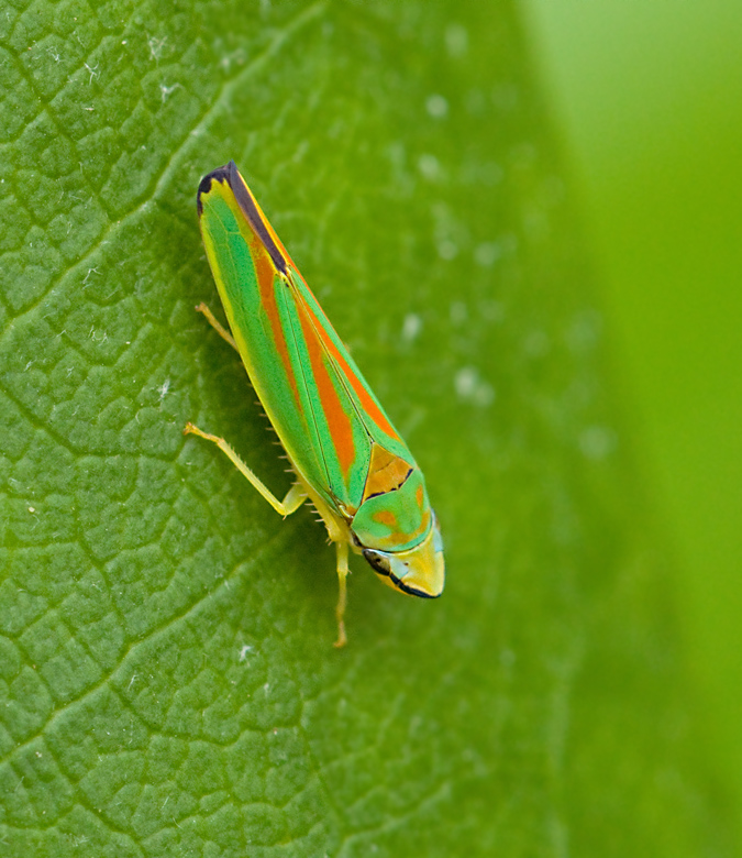 Leafhoppers, Dvärgstritar (Cicadellidae)