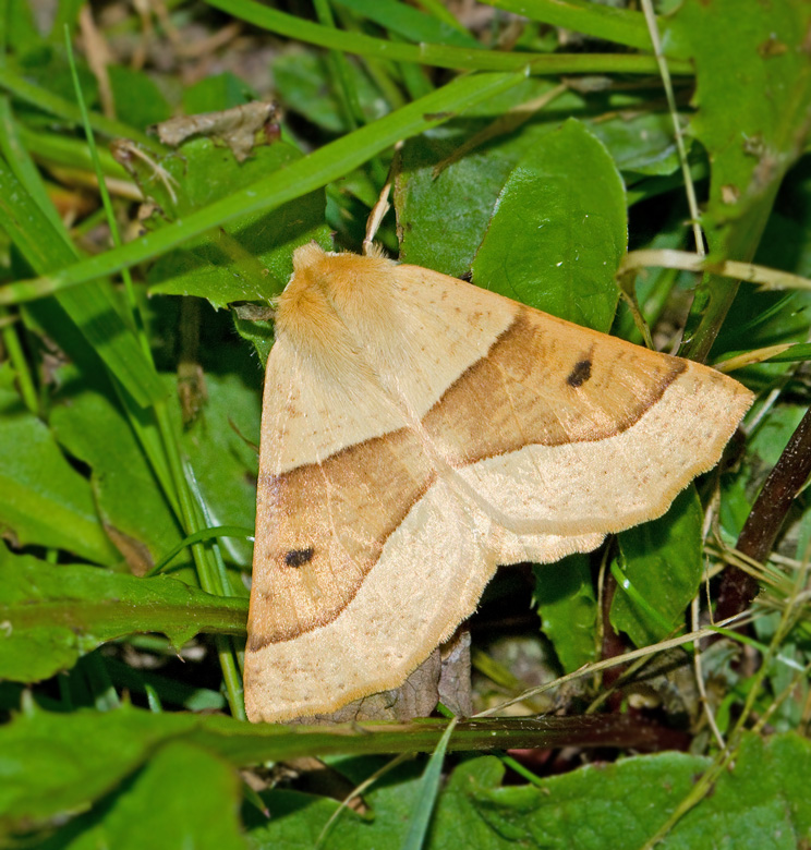 Okragul rovmätare, Scalloped Oak (Crocallis elinguaria).jpg
