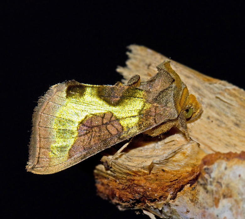 Mittfltsdelat metallfly, Tutts Burnished Brass (Diachrysia stenochrysis).jpg