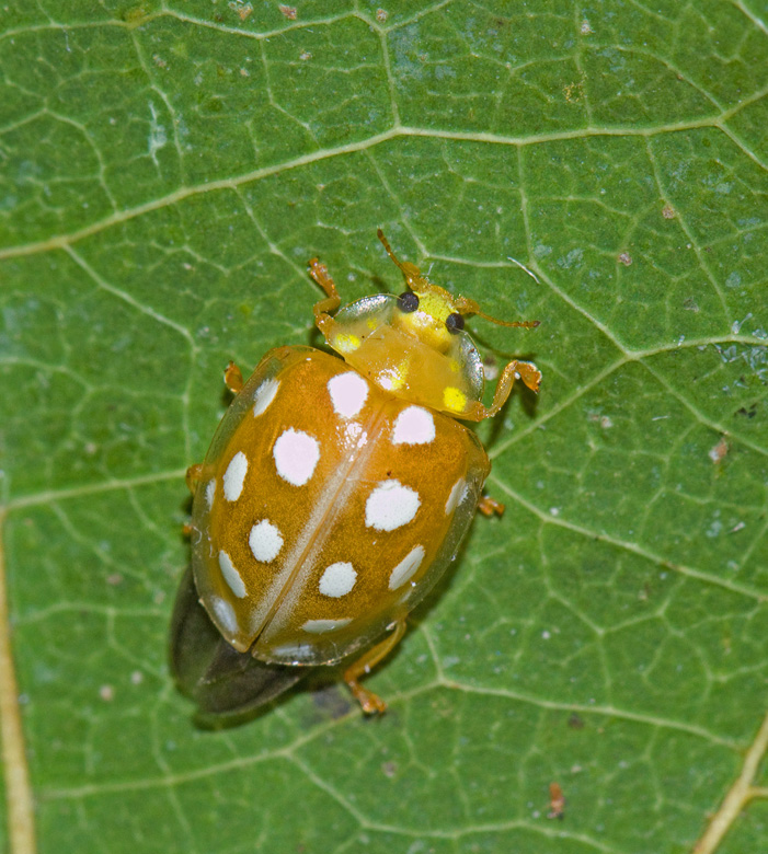 Orange Ladybird, Sextonflckig skldpiga (Halyzia sedemguttata).jpg