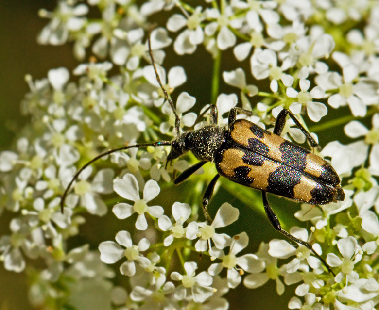 Trebandad blombock (Judola sexmaculata).jpg