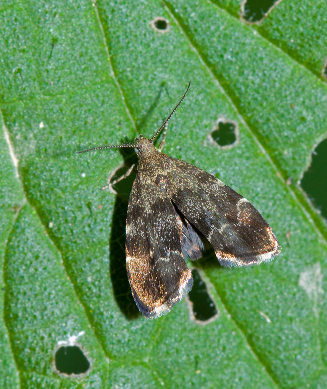 Bredvingad nsselmal, Nettle-tap (Anthophila fabriciana).jpg