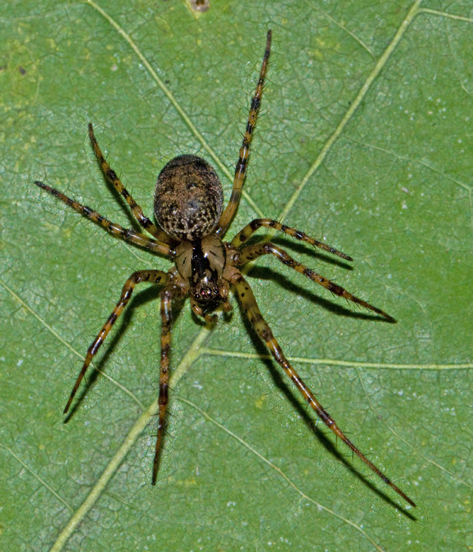Long jawed orbweb spiders, Kkspindlar, Tetragnathidae