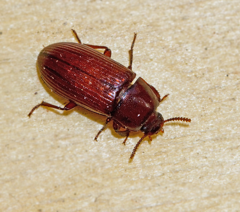 Swedish Darkling Beetles, Svartbaggar (Tenebrionidae)