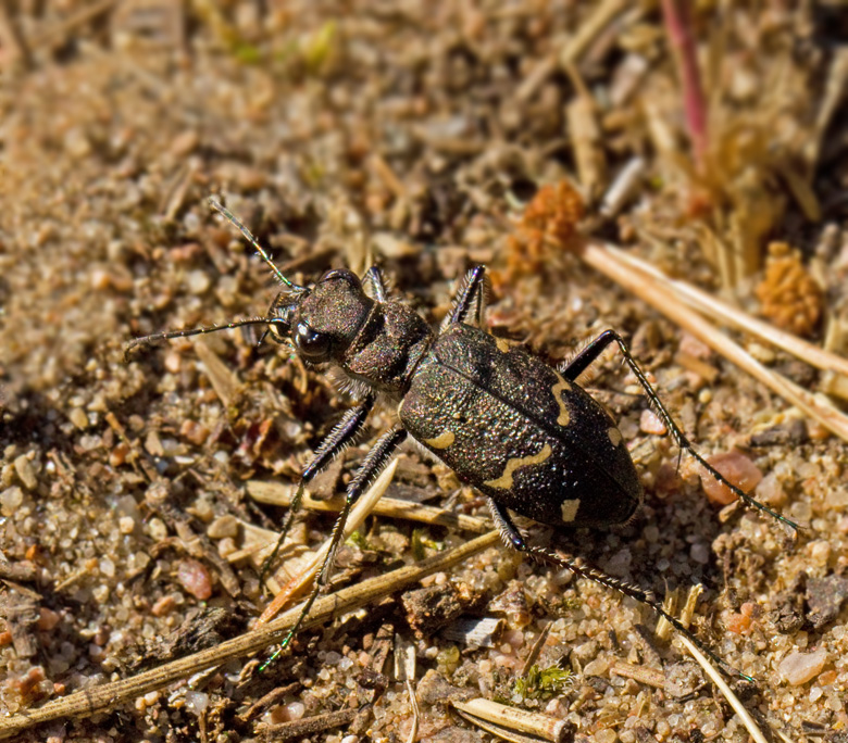 Cicindela sylvatica.jpg