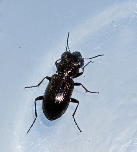 Koppargonlpare (Notiophilus germinyi).jpg