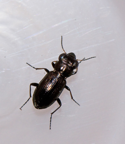 Koppargonlpare (Notiophilus germinyi).jpg