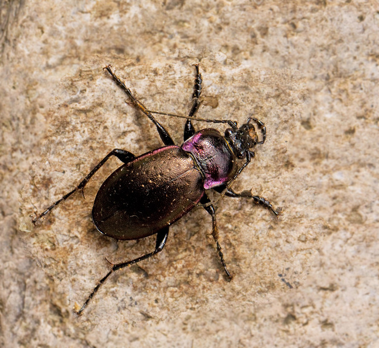 Parklöpare, Searcher Beetle (Carabus nemoralis).jpg