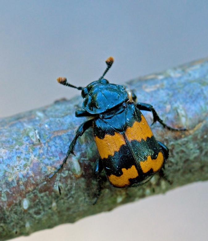 Rdbandad asbagge, Sexton Beetle (Nicrophorus investigator). jpg