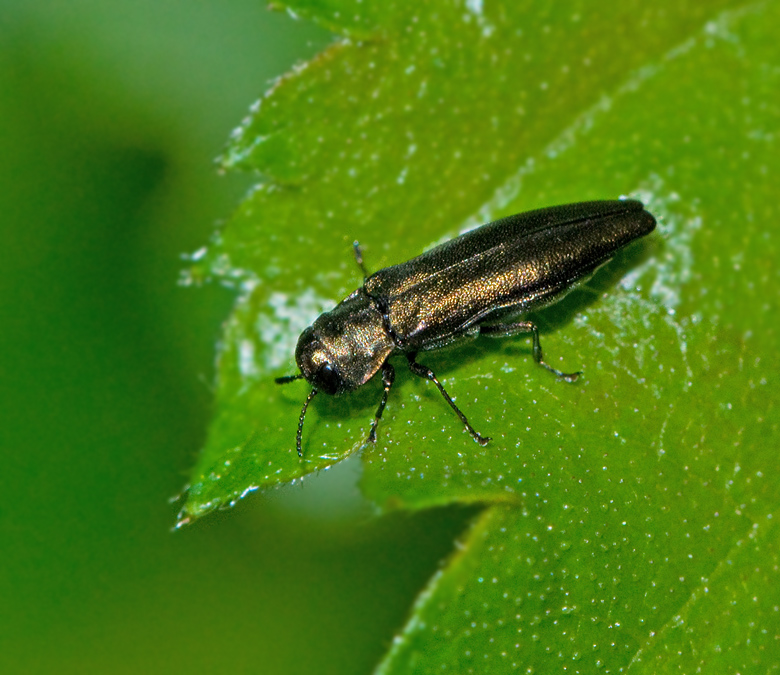 Agrilus betuleti2.jpg