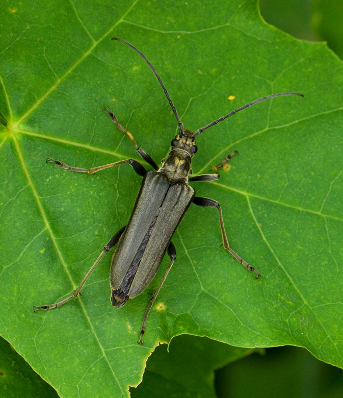 Lundbock hona (Stenocorus meridianus) female