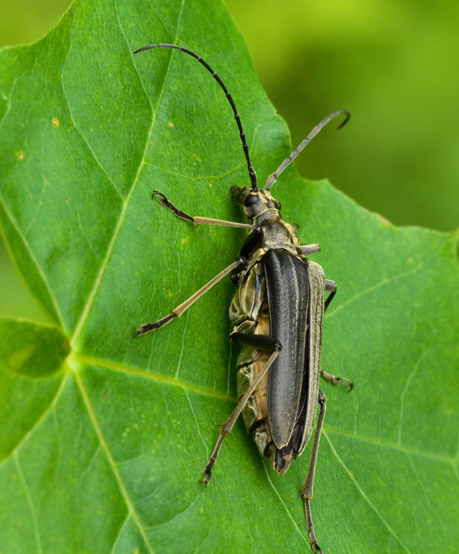 Lundbock hona (Stenocorus meridianus) female