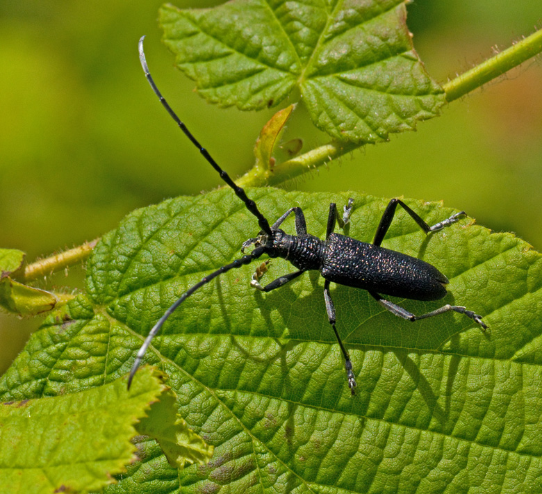 Capricorn Beetle, Mindre ekbock (Cerambyx scopoli).jpg