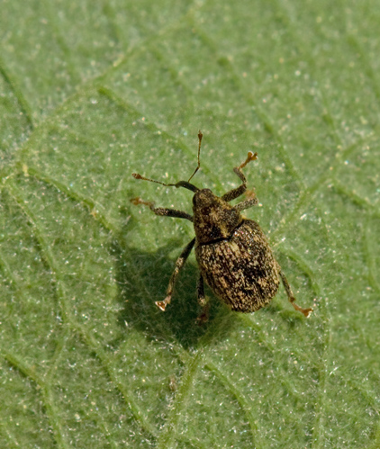 Ceutorhynchus pallidactylus.jpg