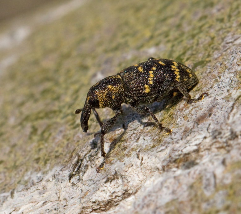 Vanlig snytbagge (Hylobius abietis).jpg
