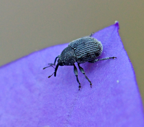 Miarus campanulae.jpg
