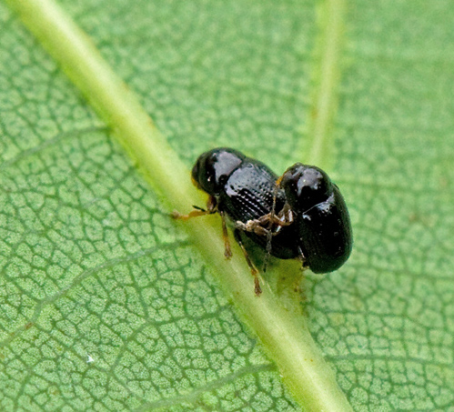 Cryptocephalus labiatus.jpg