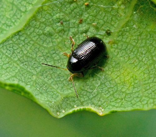 Cryptocephalus labiatus.jpg