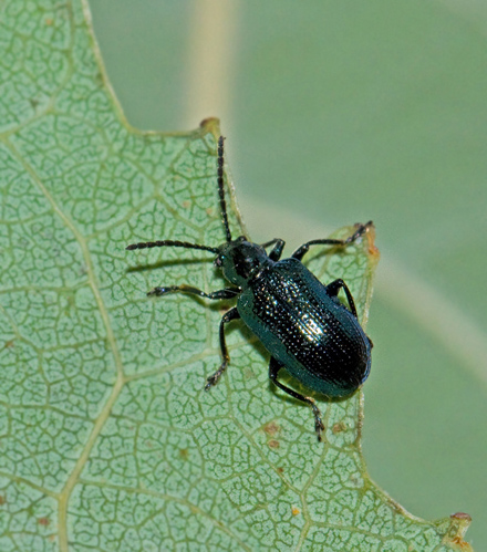 Oulema gallaeciana.jpg