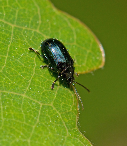 Phratora vitellinae.jpg