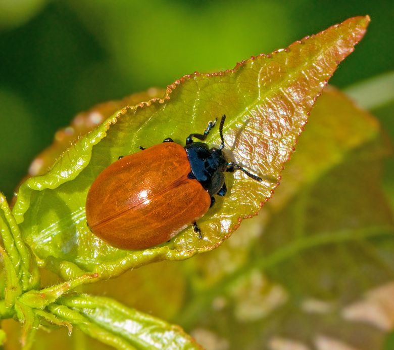 Poplar Leaf Beetle, Aspglansbagge  (Chrysomela populi)