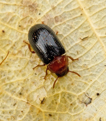 Rdhalsad svartbagge (Neomida haemorrhoidalis)