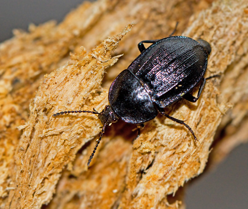 Phosphuga atrata.jpg