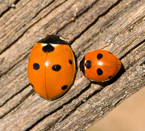 5-spot next to 7-spot Ladybirdsjpg