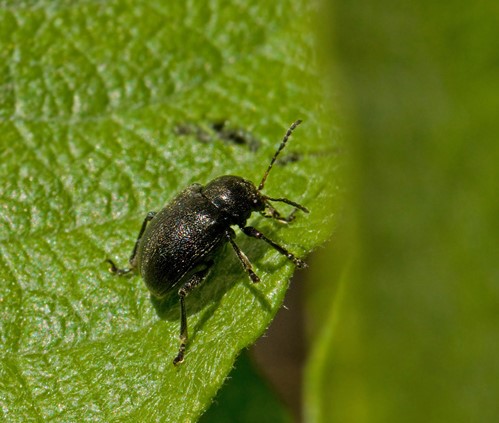 Mjlkebladbagge (Bromius obscurus).jpg