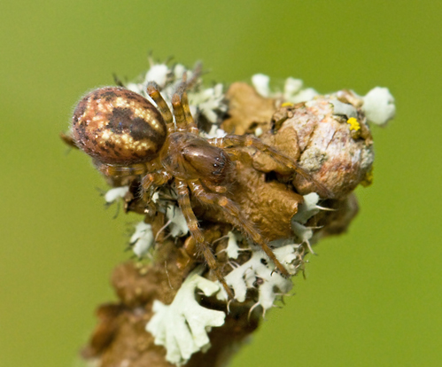 Laceweb spiders, Mrkerspindlar, Amaurobidae
