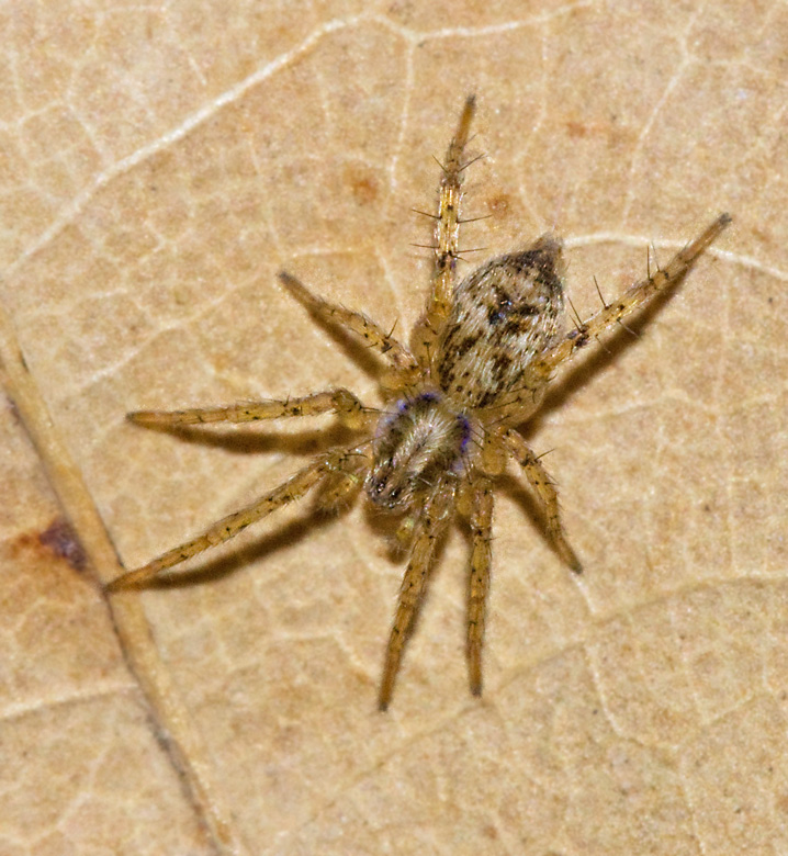 Buzzing spiders, Spkspindlar, Anyphaenidae