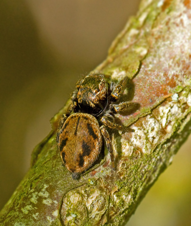 Bandithoppspindel (Evarcha arcuata).jpg