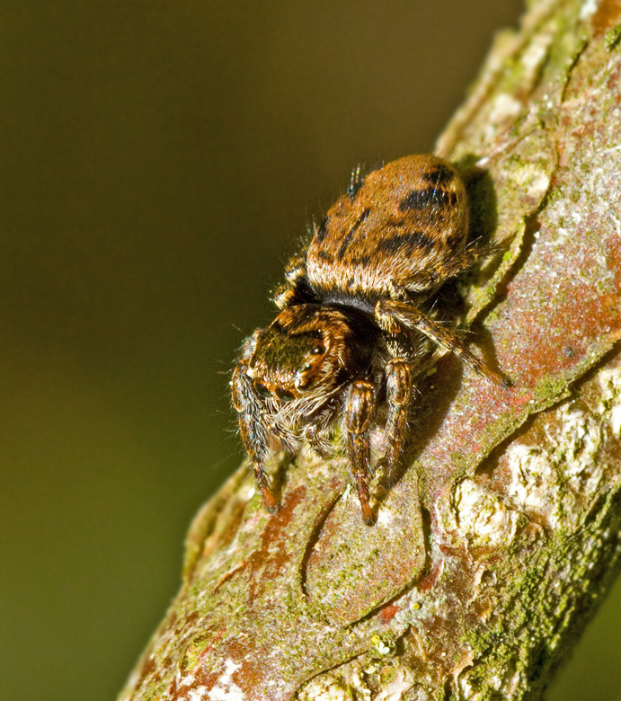 Bandithoppspindel (Evarcha arcuata).jpg