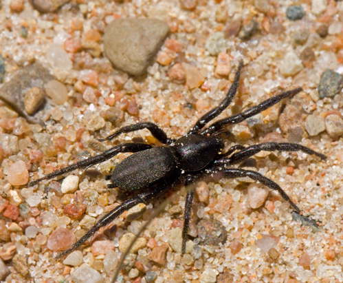 Alvarspindel (Gnaphosa lucifuga).jpg