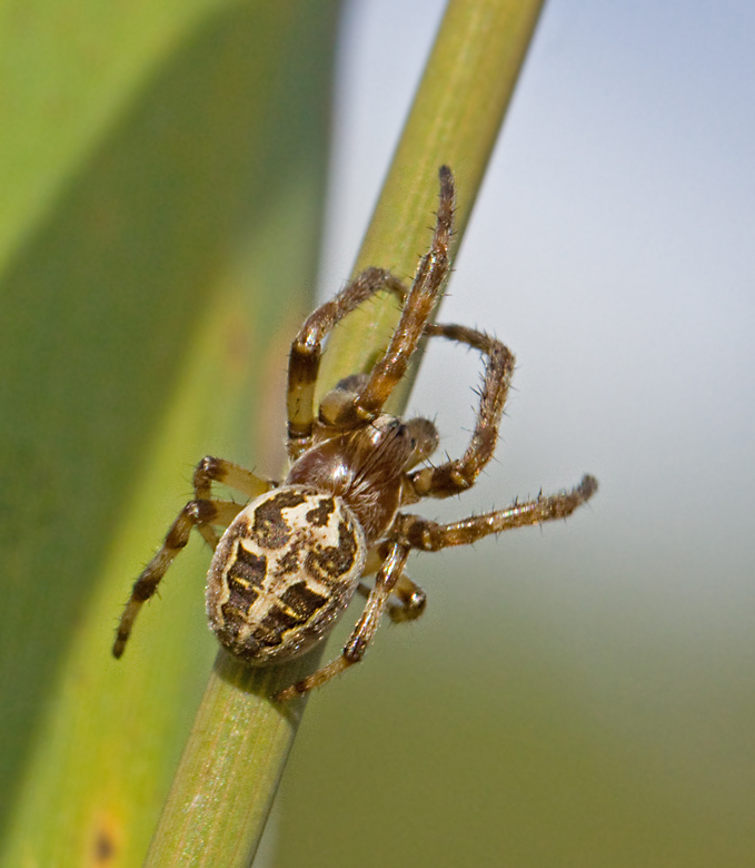 Vasshjulspindel (Larinioides cornutus).jpg