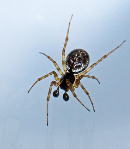 Trädmattvävare (Lepthyphantes minutus).jpg