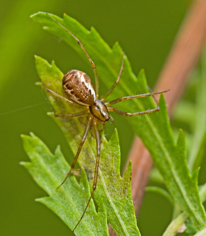 Ängsbaldakinspindel (Linyphia triangularis).jpg
