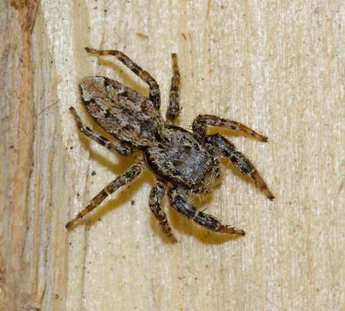 Murhoppspindel (Marpissa muscosa).jpg
