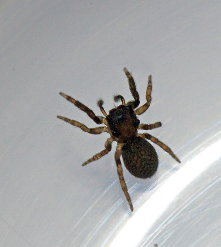 Förnahoppspindel (Neon reticulatus).jpg