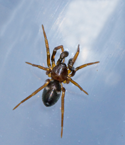 Ant-like sac spiders, Flinkspindlar, Corinnidae