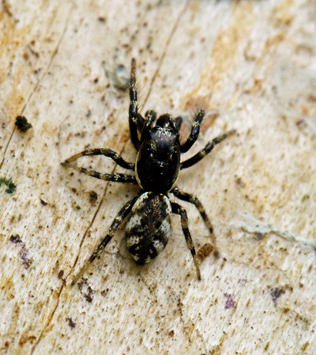 Stamzebraspindel (Salticus cingulatus).jpg