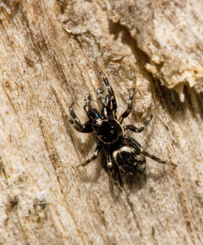 Stamzebraspindel (Salticus cingulatus).jpg