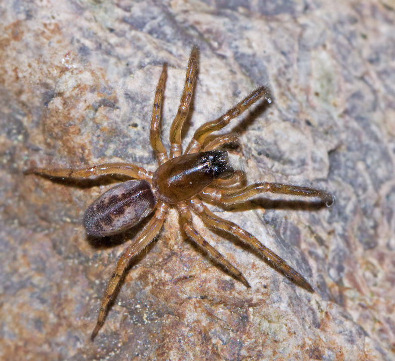 Tubeweb Spiders, Sexgonspindlar, Segestriidae