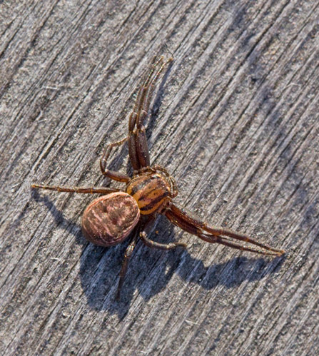 Kungskrabbspindel (Xysticus bifasciatus).jpg