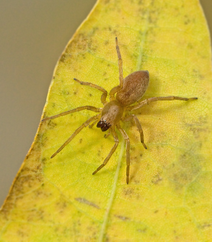 Sac spiders, Sckspindlar, Clubionidae