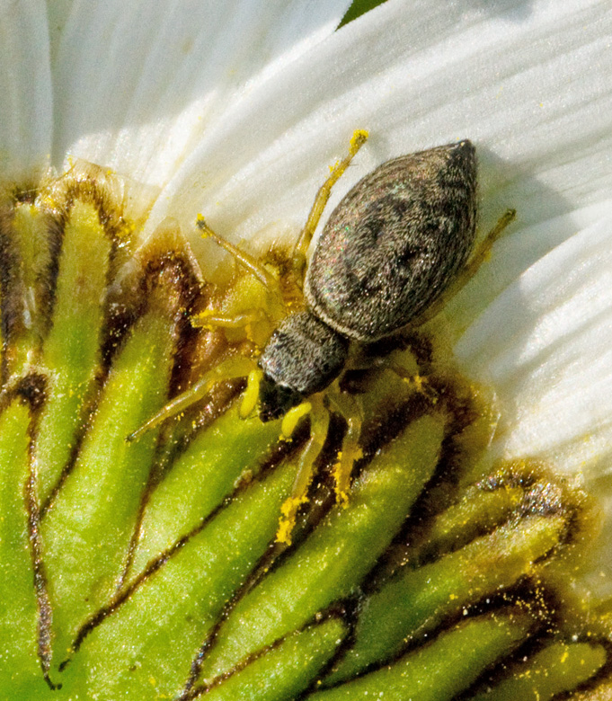 Bronshoppspindel (Heliophanus flavipes).jpg