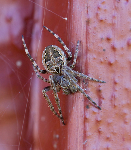 Brospindel (Larinioides sclopetarius).jpg