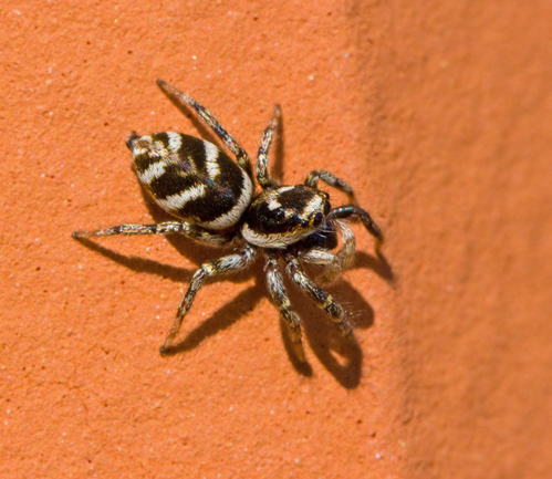 Murzebrapindel, Salticus scenicus.jpg