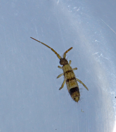 Orchesella spectabilis.jpg